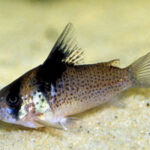 Corydoras Melanistius "Bluespotted corydoras" (Синепятнистые коридорасы)