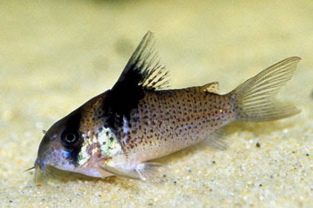 corydoras-melanistius-bluespotted-corydoras-синепятнистые-коридорасы Corydoras Melanistius "Bluespotted corydoras" (Синепятнистые коридорасы)