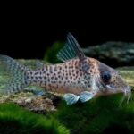 Corydoras Agassizii "Spotted Cory" (Пятнистый Кори)