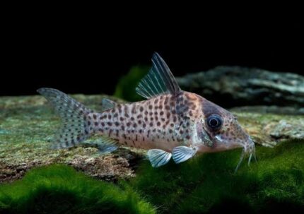 Corydoras Agassizii "Spotted Cory" (Пятнистый Кори)