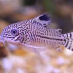 Corydoras Trilineatus "Leopard Cory" (Леопард Кори)
