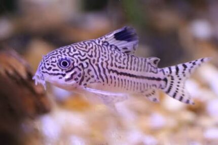 Corydoras Trilineatus "Leopard Cory" (Леопард Кори)