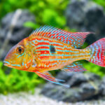 Geophagus Sveni (Геофагус свени)