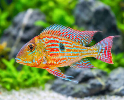 Geophagus Sveni (Геофагус свени)