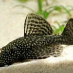 Ancistrus triradiatus LDA072 "Three-Ray Bristlenose Pleco" (Трехлучевой анциструс)