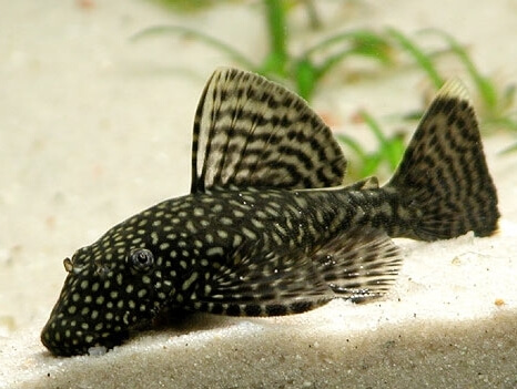 ancistrus-triradiatus-lda072-three-ray-bristlenose-pleco-трехлучевой-анциструс Ancistrus triradiatus LDA072 "Three-Ray Bristlenose Pleco" (Трехлучевой анциструс)