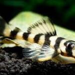 Panaque maccus L-104/L-162/LDA-022 "Clown Pleco" (Клоун Плеко)