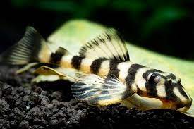 Panaque maccus L-104/L-162/LDA-022 "Clown Pleco" (Клоун Плеко)