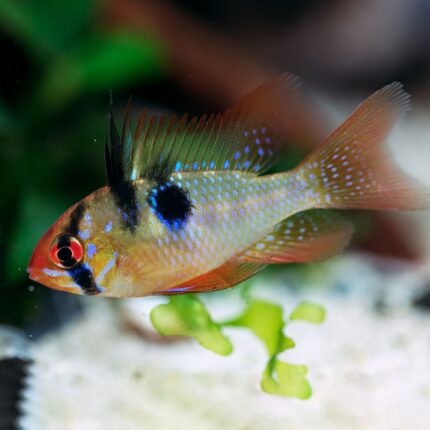 Microgeophagus Ramirezi "Ramirezi"