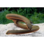 Erpetoichthys calabaricus (Калабарский каламоихт)