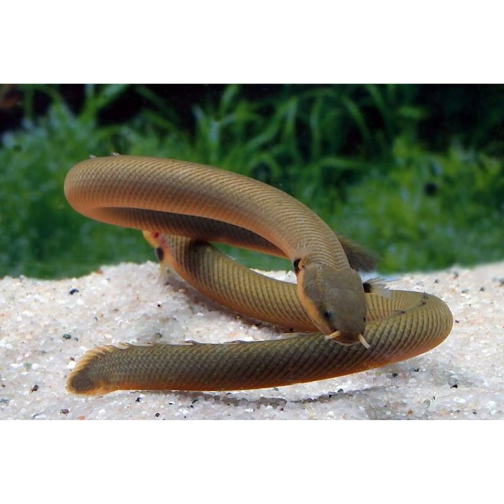 erpetoichthys-calabaricus-калабарский-каламоихт Erpetoichthys calabaricus (Калабарский каламоихт)