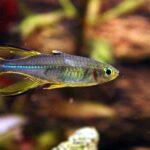 Telmatherina ladigesi (Telmatherina ladigesi (Тельматерина Лядигеза "Солнечный луч"))