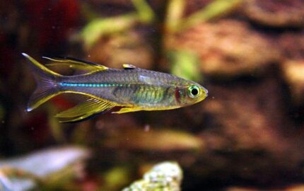 Telmatherina ladigesi (Telmatherina ladigesi (Тельматерина Лядигеза "Солнечный луч"))