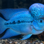 Amphilophus citrinellus "Thai silk A Blue"
