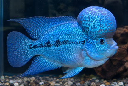 Amphilophus citrinellus "Thai silk A Blue"