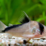 Corydoras Melini "Bandit Corydoras" (Бандит Коридорас)