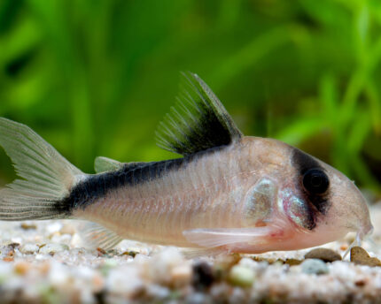 Corydoras Melini "Bandit Corydoras" (Бандит Коридорас)