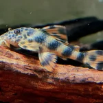 Peckoltia sp. L387 "Orange Peckoltia Pleco" (Оранжевая пеколтия плеко)