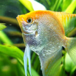 Pterophyllum scalare "Golden angel" (Скалярия Золотая)