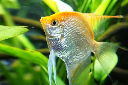 Pterophyllum scalare "Golden angel" (Скалярия Золотая)