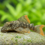 Hemiancistrus guahiborum L-106 "Red Fin Pleco" (Красноперый Плеко)
