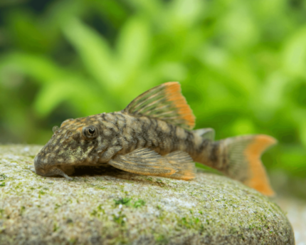 Hemiancistrus guahiborum L-106 "Red Fin Pleco" (Красноперый Плеко)