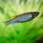 Leopard danio "Danio rerio" (Леопардовый данио)
