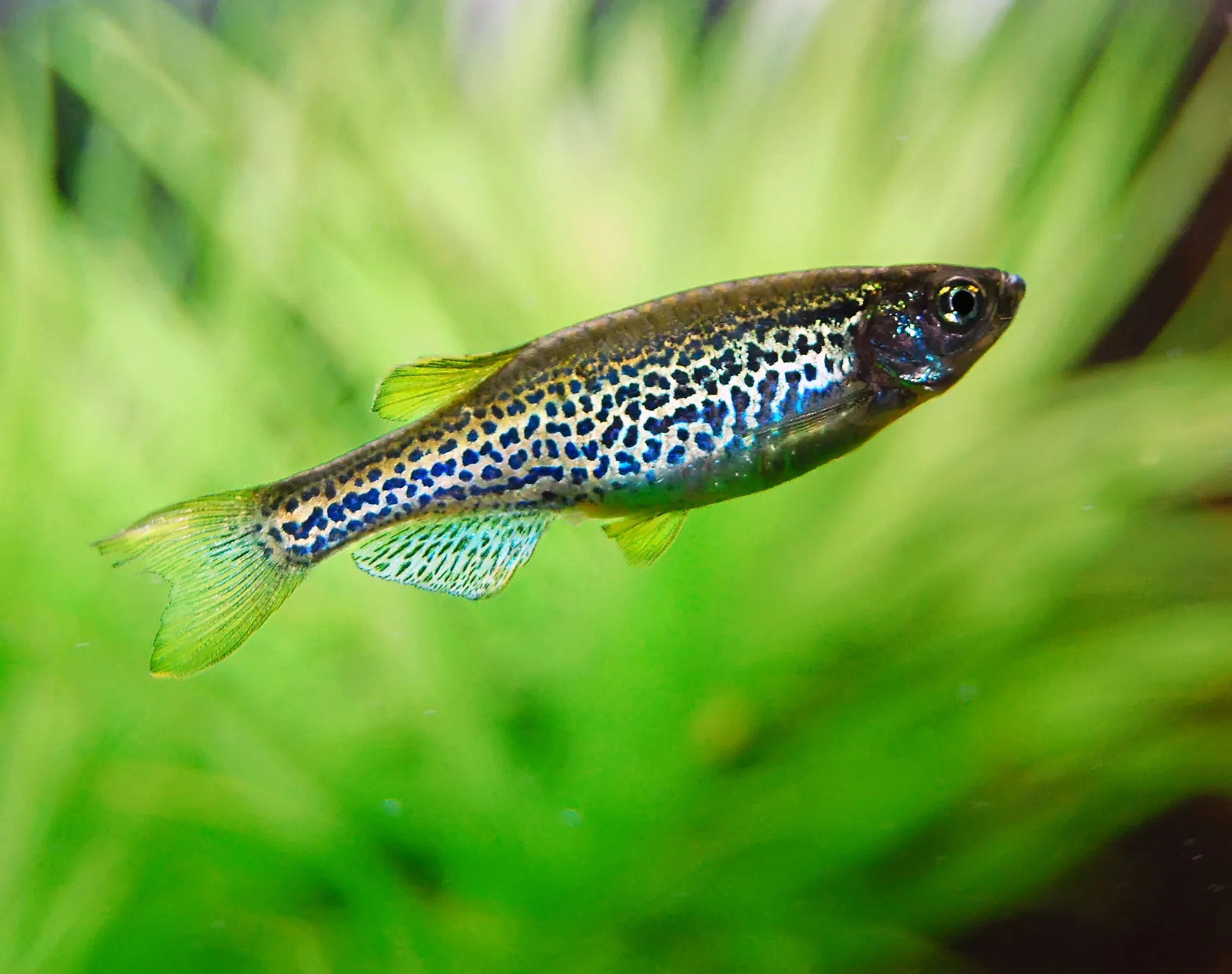 leopard-danio-danio-rerio-leopardviy-danio Leopard danio "Danio rerio" (Леопардовый данио)