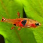 Boraras naevus "Red mini rasbora" (Красная Мини Расбора)
