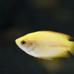 Trichogaster lalius "Fire golden gourami" (Золотой гурами)