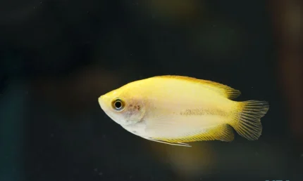 Trichogaster lalius "Fire golden gourami" (Золотой гурами)