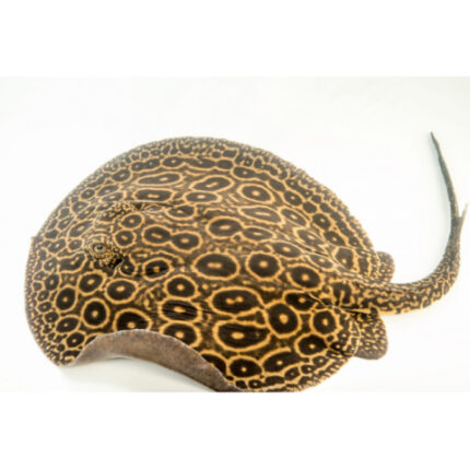 Potamotrygon jabuti "Pearl" (Морской Брюховлад)