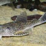 Aphanotorulus ammophilus L123 "Cute Pleco" (Афаноторулус аммофилус)