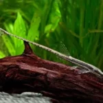 Acestridium colombiensis "Twig Catfish" (Ацестридиум колумбийский)