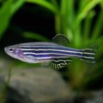 Zebra danio longfin "Danio rerio" (Данио-рерио)