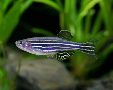 Zebra danio longfin "Danio rerio" (Данио-рерио)