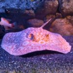 Albino Pearl Female (Жемчужная самка-альбино)
