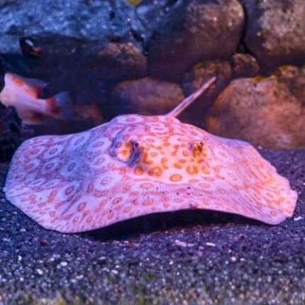 Albino Pearl Female (Жемчужная самка-альбино)