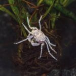 Limnopilos naiyanetri "Thai micro spider crab" (карликовый краб-паук)