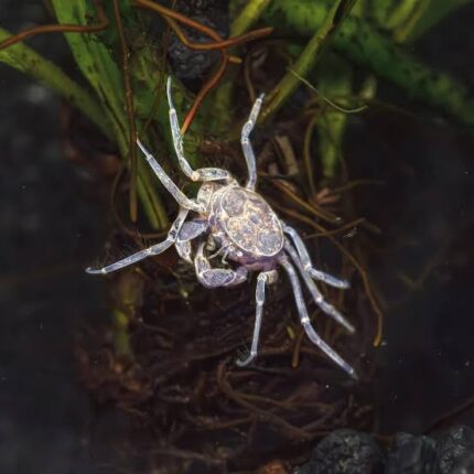 Limnopilos naiyanetri "Thai micro spider crab" (карликовый краб-паук)