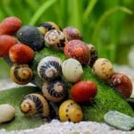 Neritina sp. Mix (Улитка неритина микс)