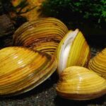 Corbicula javanicus "Sand shell" (Корбикула яванская)