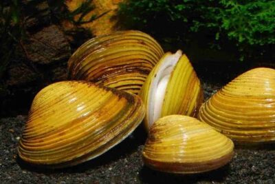 Corbicula javanicus "Sand shell" (Корбикула яванская)