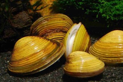 Corbicula javanicus "Sand shell" (Корбикула яванская)