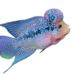 Amphilophus citrinellus "Flowerhorn"