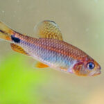 Crenuchus spilurus "Sailfin tetra" (Кренухус)