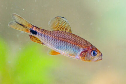 Crenuchus spilurus "Sailfin tetra" (Кренухус)