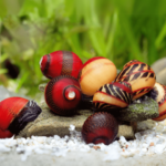 Vittina snail sp. Mix (улитка Виттина)