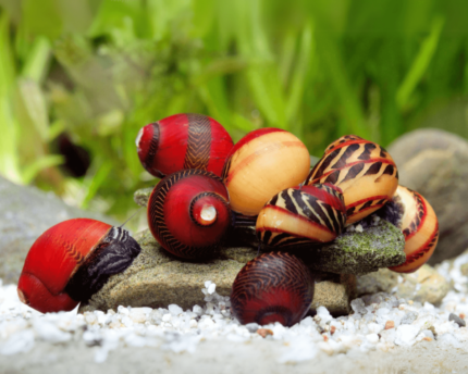 Vittina snail sp. Mix (улитка Виттина)