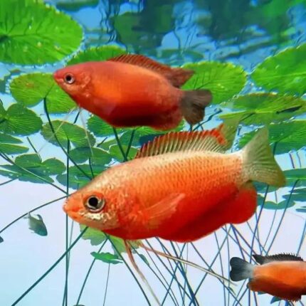 Red Robin gourami (Гурами медовый)